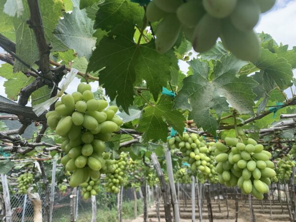 Nho Xanh Ninh Thuận Loại 1 – Sạch Ngọt Ngon Giòn 1