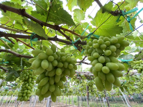 Nho Xanh Ninh Thuận Loại 1 – Sạch Ngọt Ngon Giòn 2